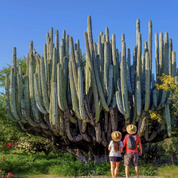 Deset metrů vysoké kaktusy v Mexiku 