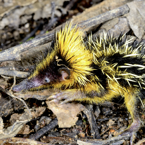 Objevíte náhradu našeho ježka - Tenreka