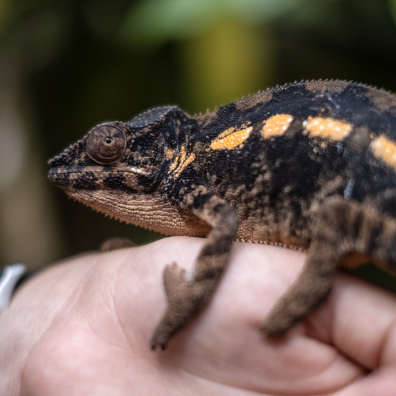 Těšit se můžete i na krásně vybarvené chameleony