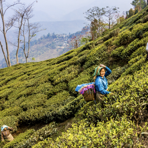 S CK SEN se podíváte na čajové plantáže