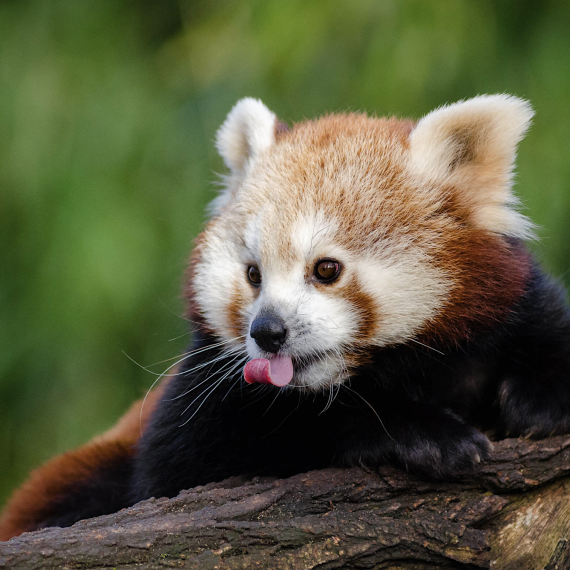Navštívíte zoo s červenou pandou
