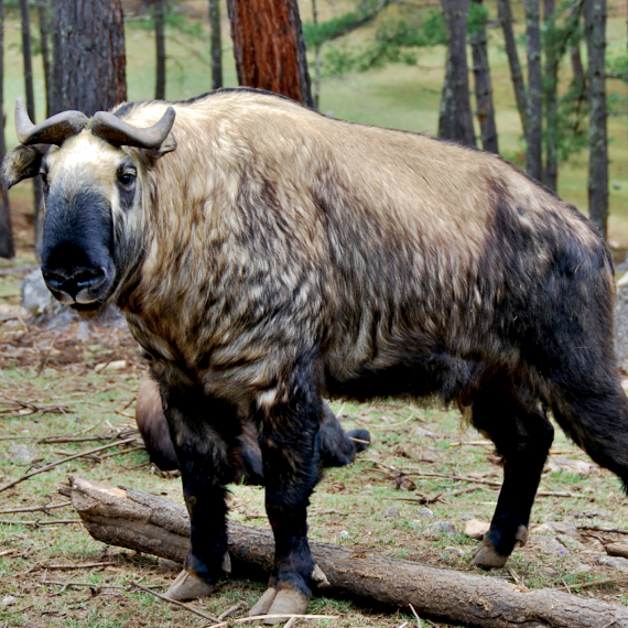 V prostředí zoo žijí i takini