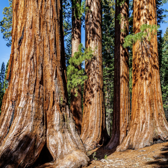 Vysokánské sekvoje v USA