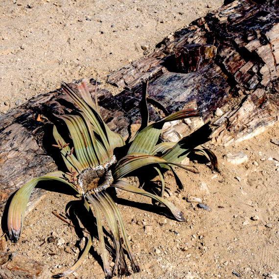 Unikátní flora ve zkamenělém lese v Namibii 