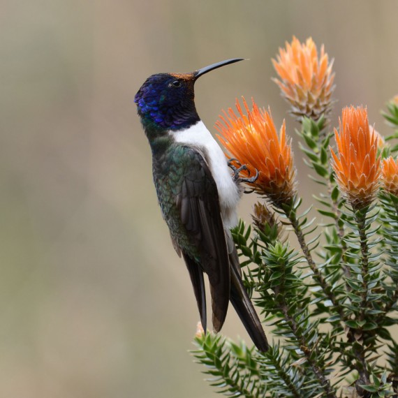 Pokud budeme mít štěstí, uvidíme endemit kolibříka 