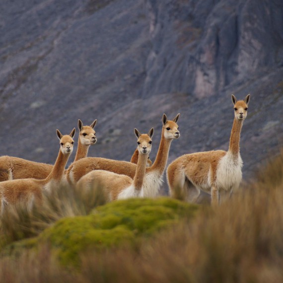 Strážci hor jsou všude 