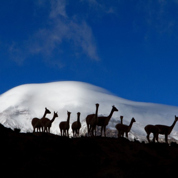 Na nejvyšší vrch Ekvádoru spolu s vikuňami
