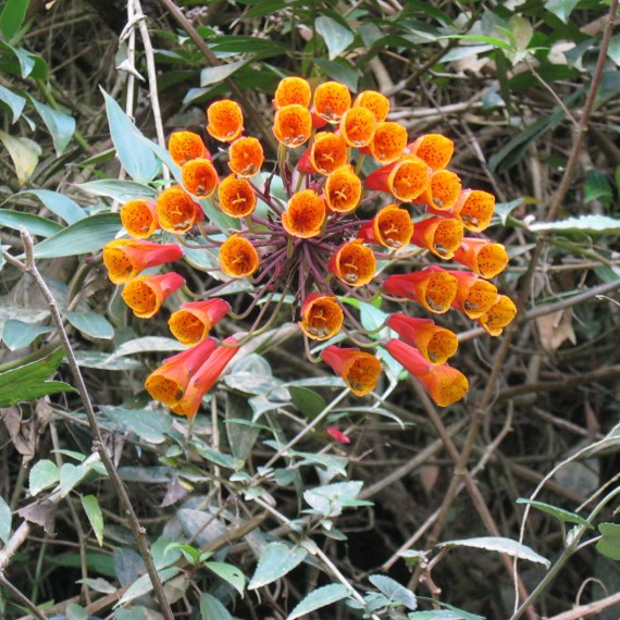 Fauna a flóra v okolí Village of Nono