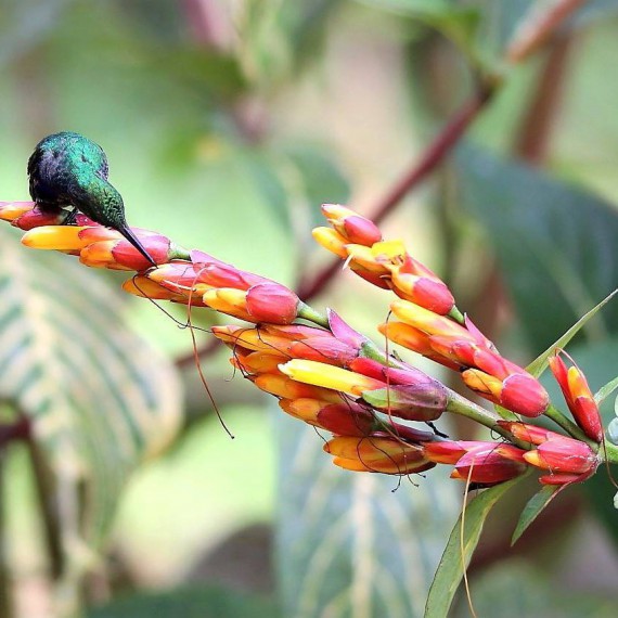 Kolibříky uvidíme i v zahradě našeho ubytování