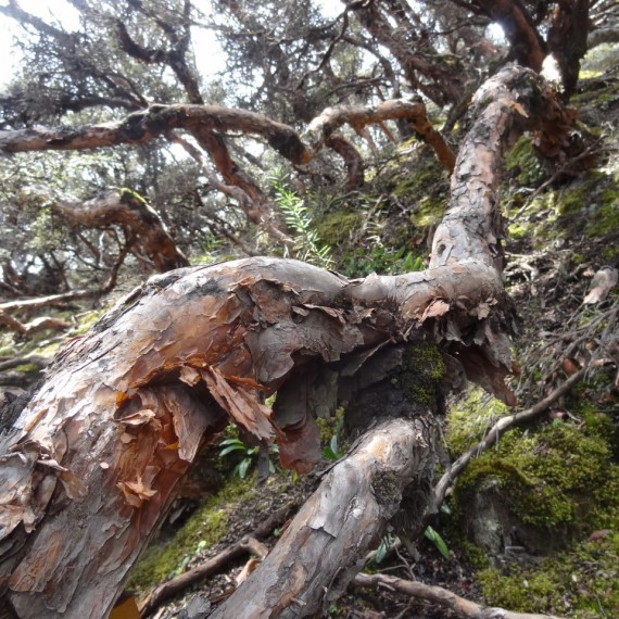 Papírový strom v Ekvádoru