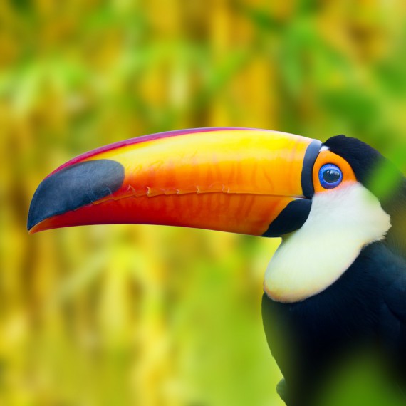 Pestrá fauna středoamerické džungle