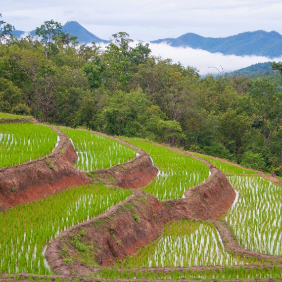 Rýžová políčka na severu Thajska