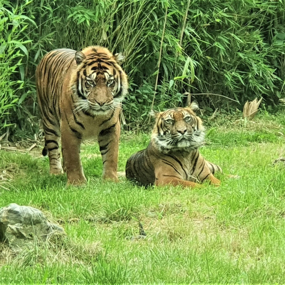 Oba parky které navštívíme mají zdravou a nejhustší populaci v celé Indii.