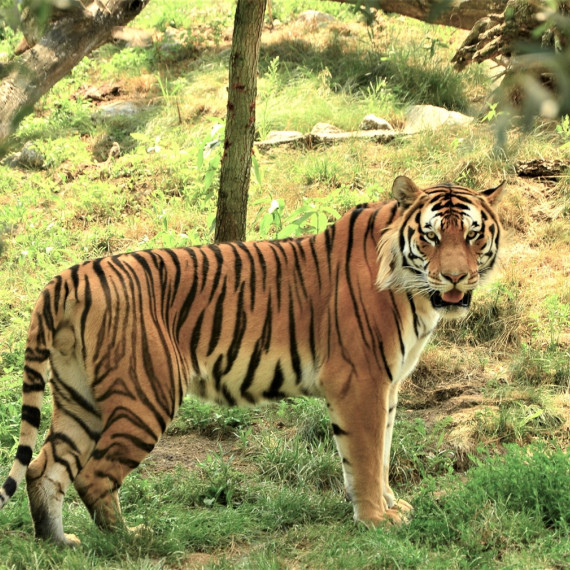 Tigre sú samotárske a každý jedinec si udržiava rozsiahle územie. Preto je tak náročné ich hľadať.