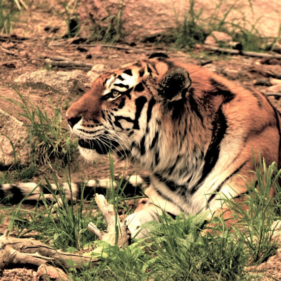 Tygr je jen jeden druh, džungle. Tvoří několik poddruhů, zde se nachází indický.