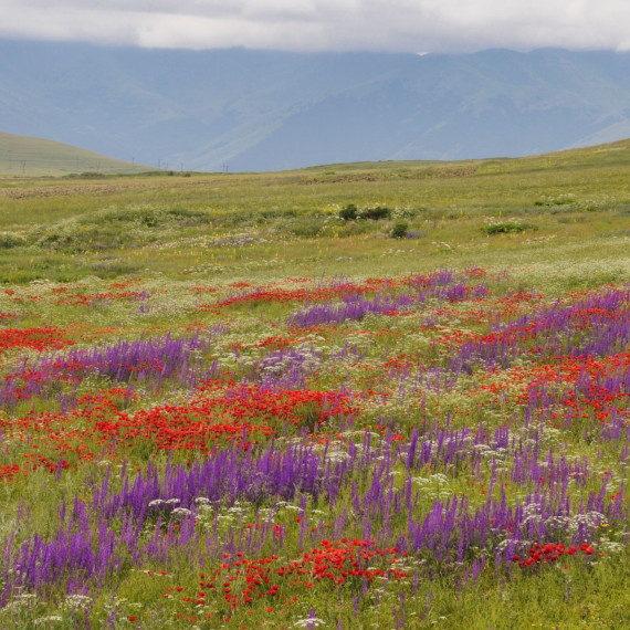 Provincie Syunik na jihu země patří k nejkrásnějším v celém Arménii. Když rozkvetou květu na loukách je to jako koberec.