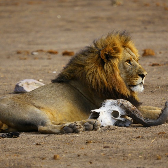 Ngorongoro je místem s nejvyšší koncentrací lvů v Africe
