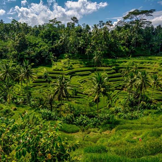 Terasovitá rýžová políčka jsou ikonou Bali