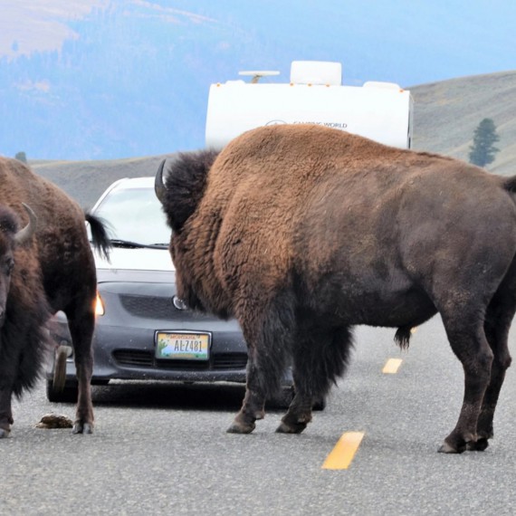 Bizoni na silnici v Yellowstone 