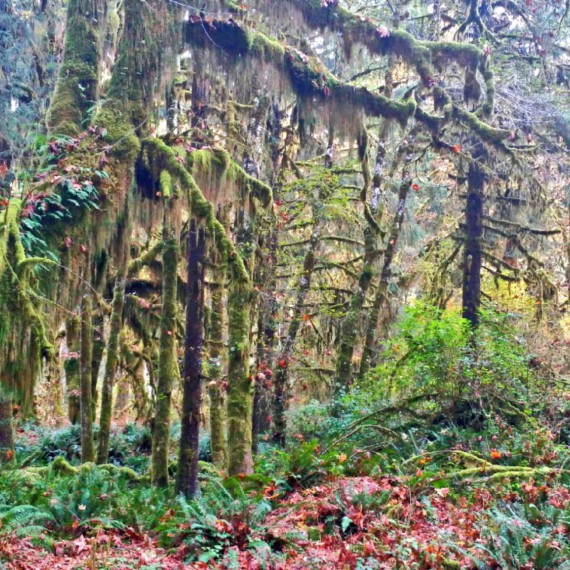 Deštný prales na ostrově Olympic 