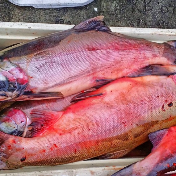 Na lovu čerstvých lososů