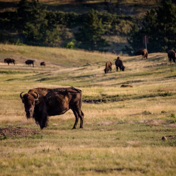 Ohrožený bizon v národním parku USA 