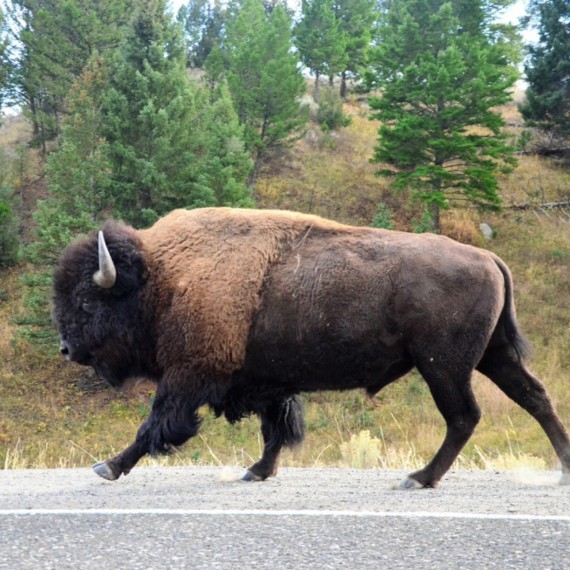 Setkání s bizonem zblízka 