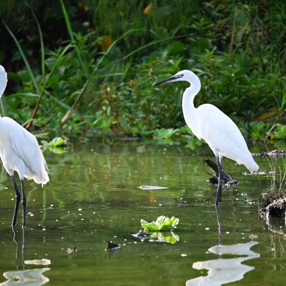 Obří volavku lze vidět také u nás, ale v Africe má jiné kouzlo.