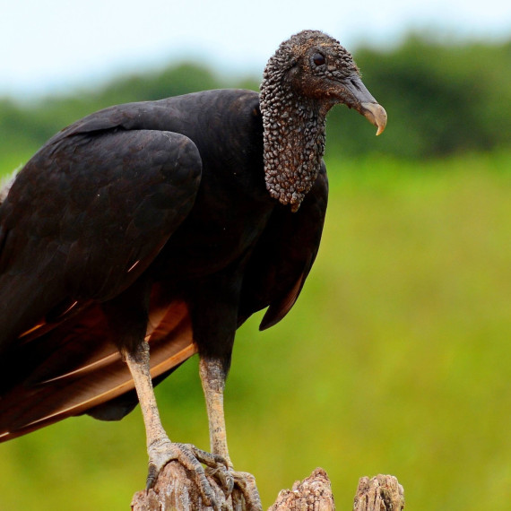 Pantanal láká milovníky přírody kvůli unikátní fauně a flóře.