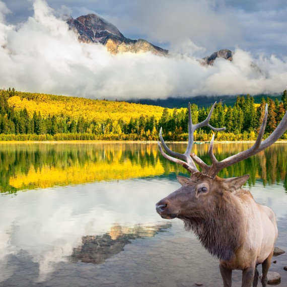 Jelen wapiti v národním parku Kanady 