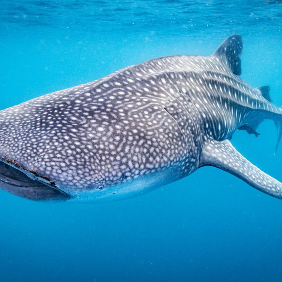 Při potápění lze spatřit i velrybu 