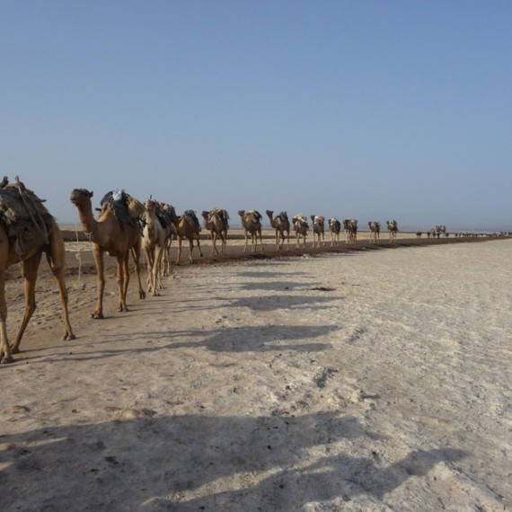 Velbloudí karavany jsou v této oblasti ještě stále skutečností