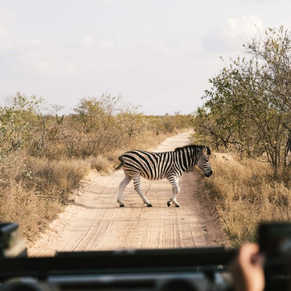 Pohled z našeho privátního auta na safari