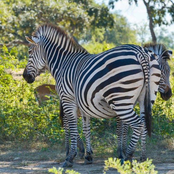 Zebra na africkém safari 