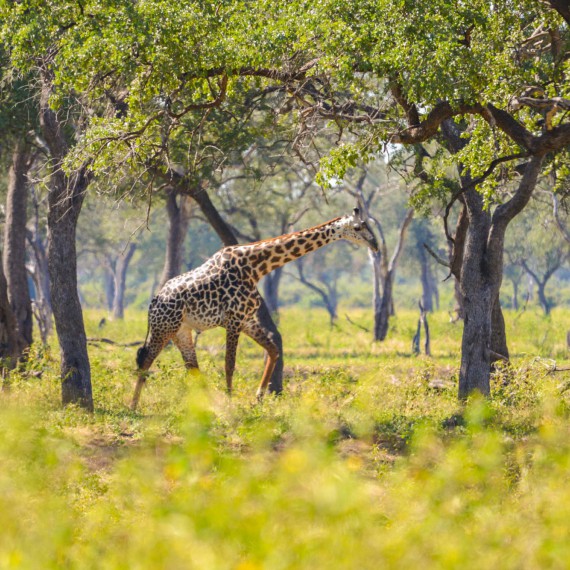 Žirafa, největší suchozemský tvor 