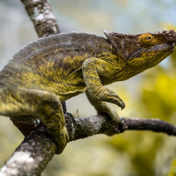 Potkáte zde druhy, které jinde jen tak nepotkáte