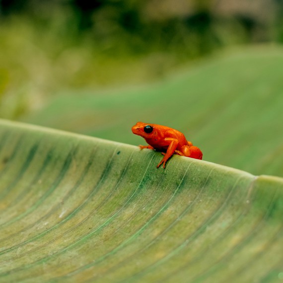 Pohladíte si i roztomilou mantelu zlatou