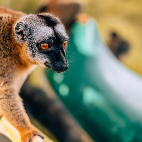 Lemury hnědé uvidíte i v záchraných stanicích