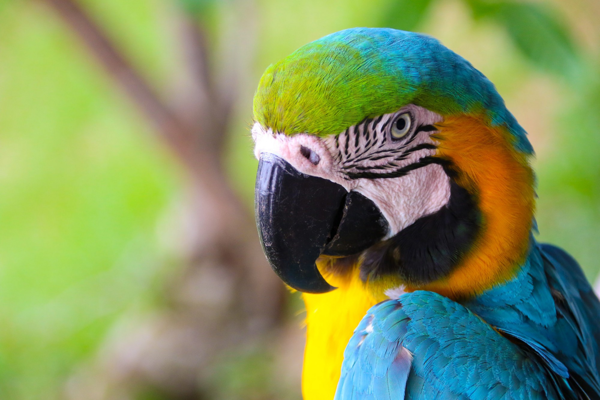 Papoušek v Amazonské džungli 