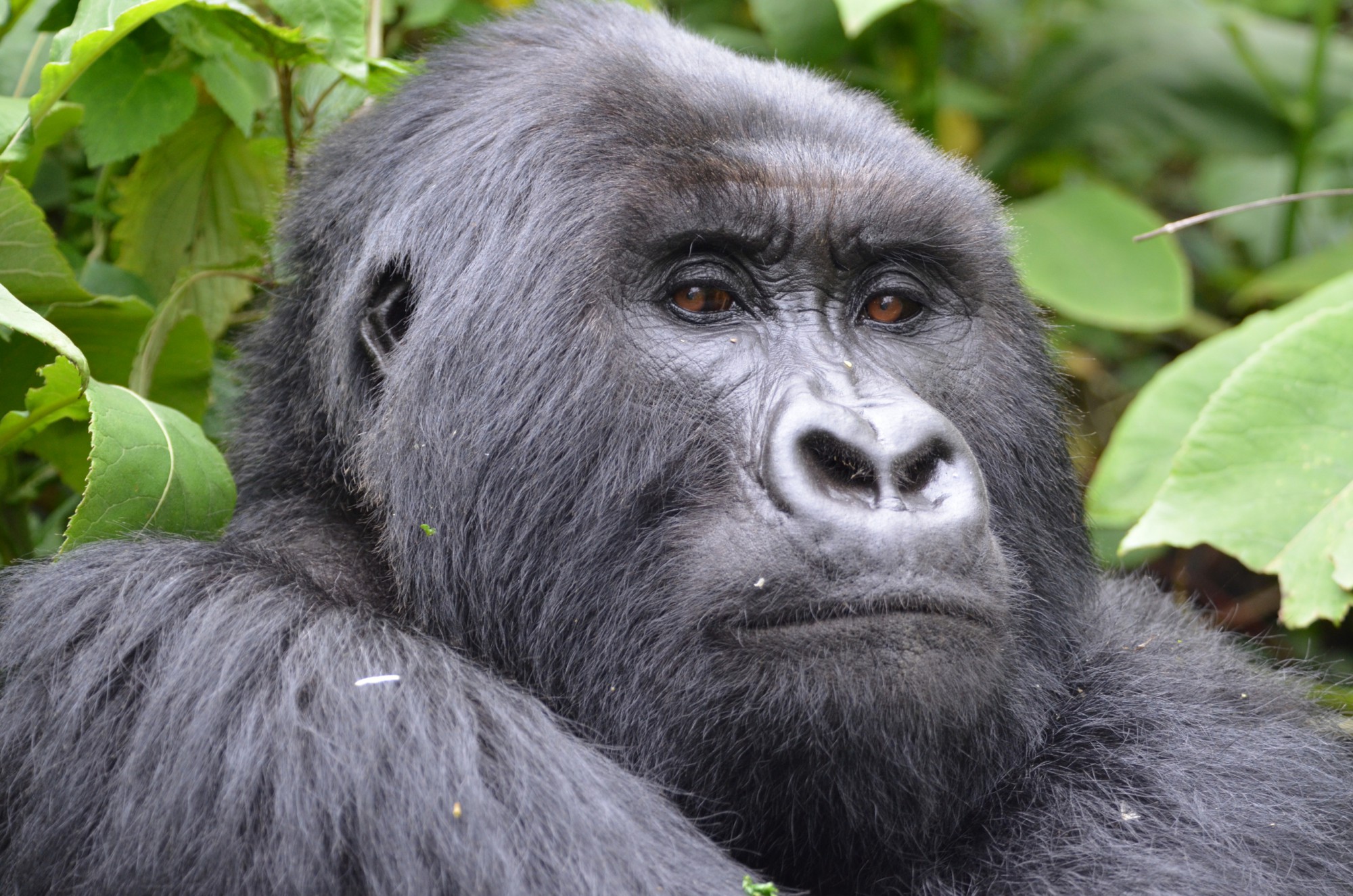 Začíná magická hodinka s gorilami ve Volcano národním parku