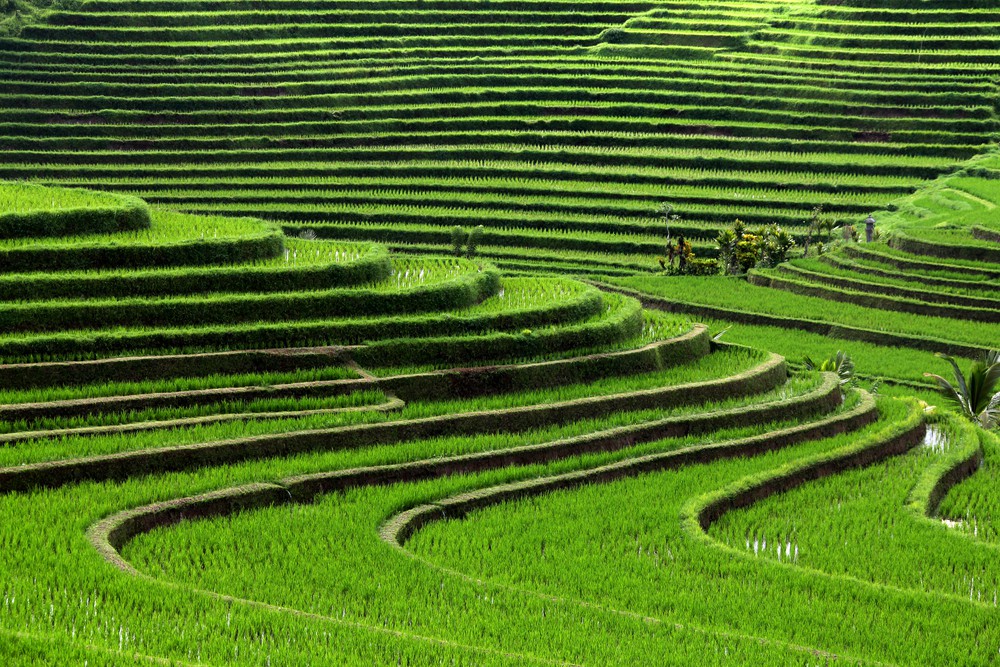 Čajové plantáže jsou dominantou Indonésie
