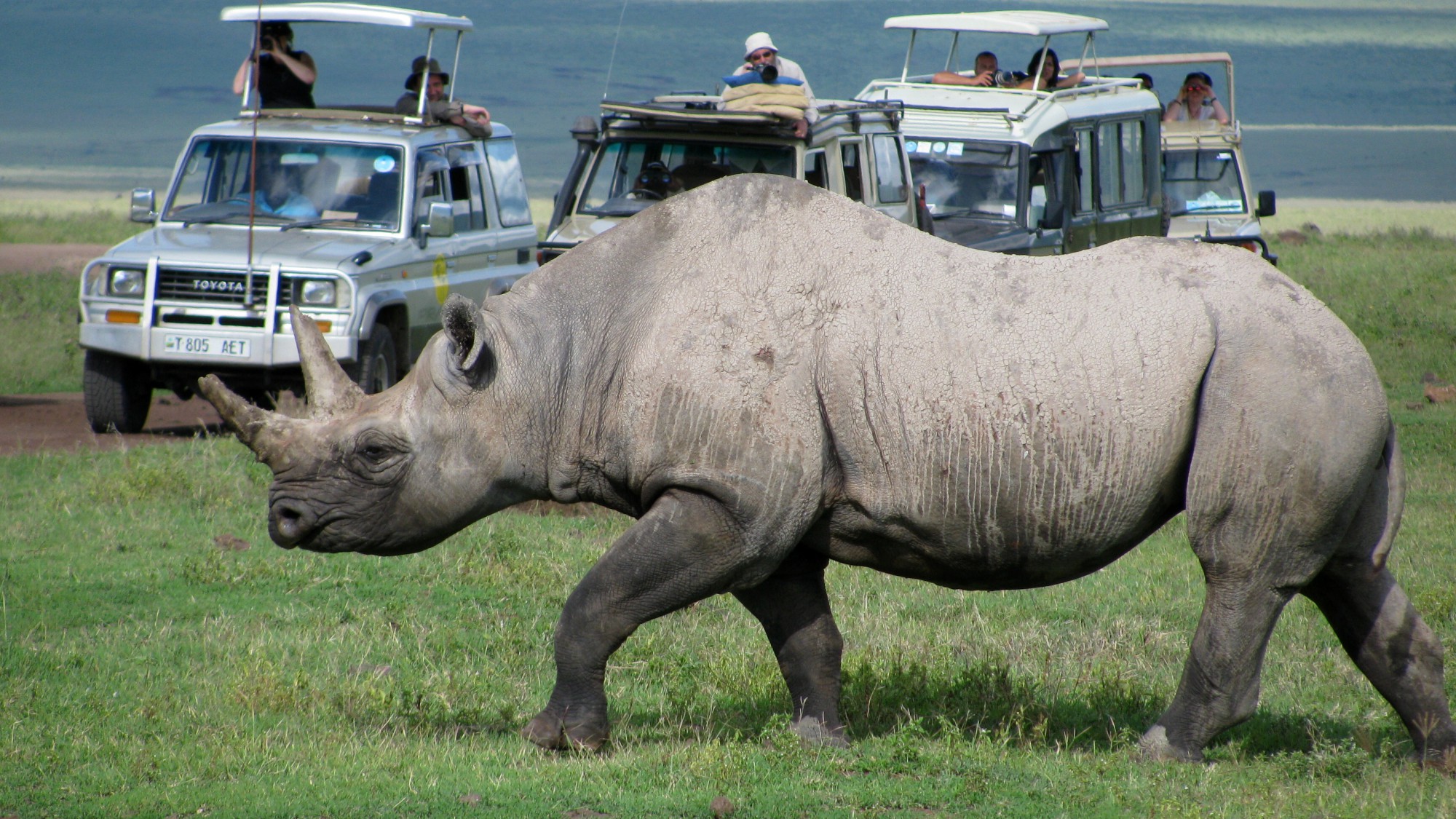 Nosorožce budete na Safari potkávat přímo u cesty