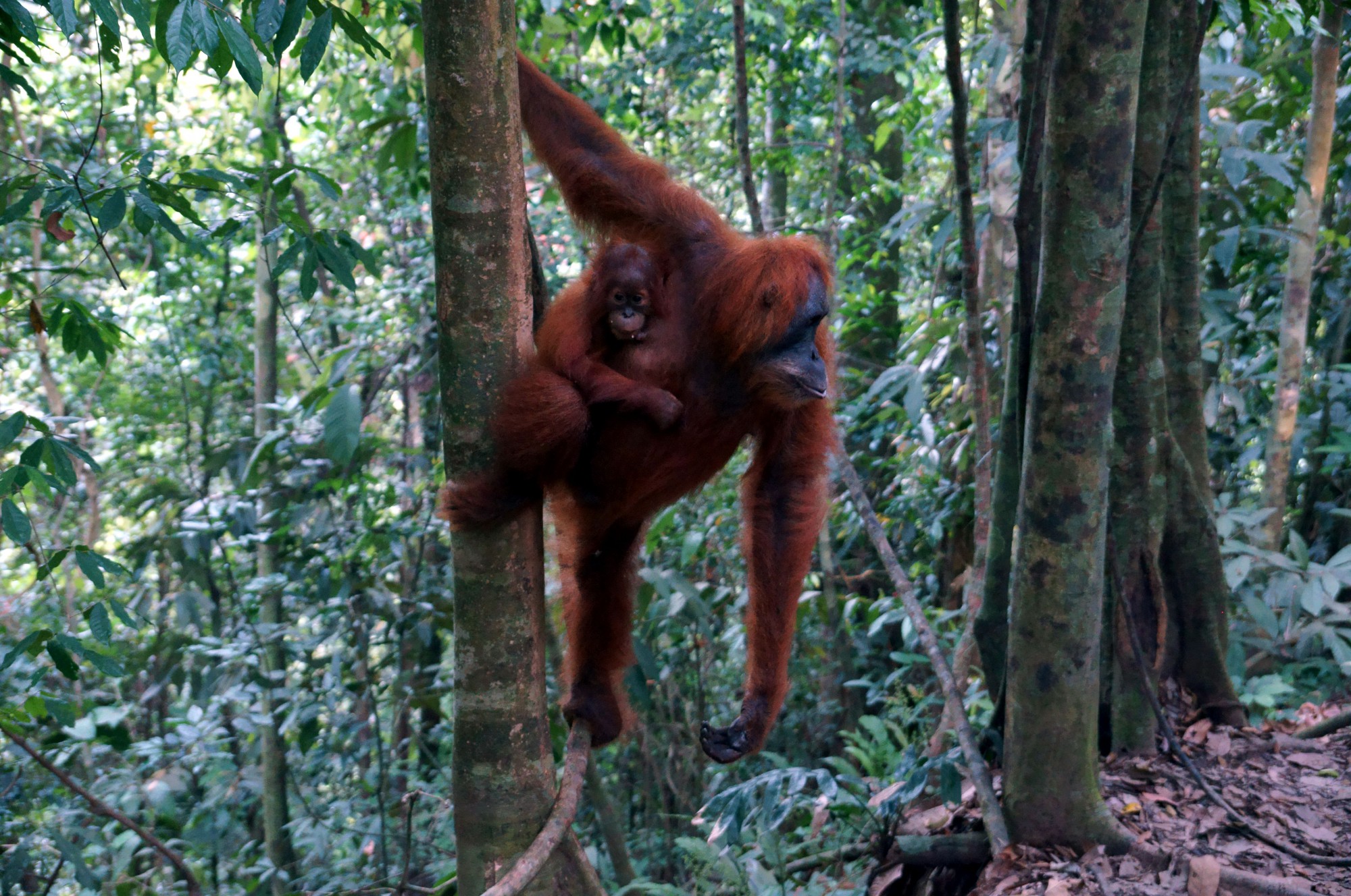 Orangutani na Sumatře žijí ve volné přírodě