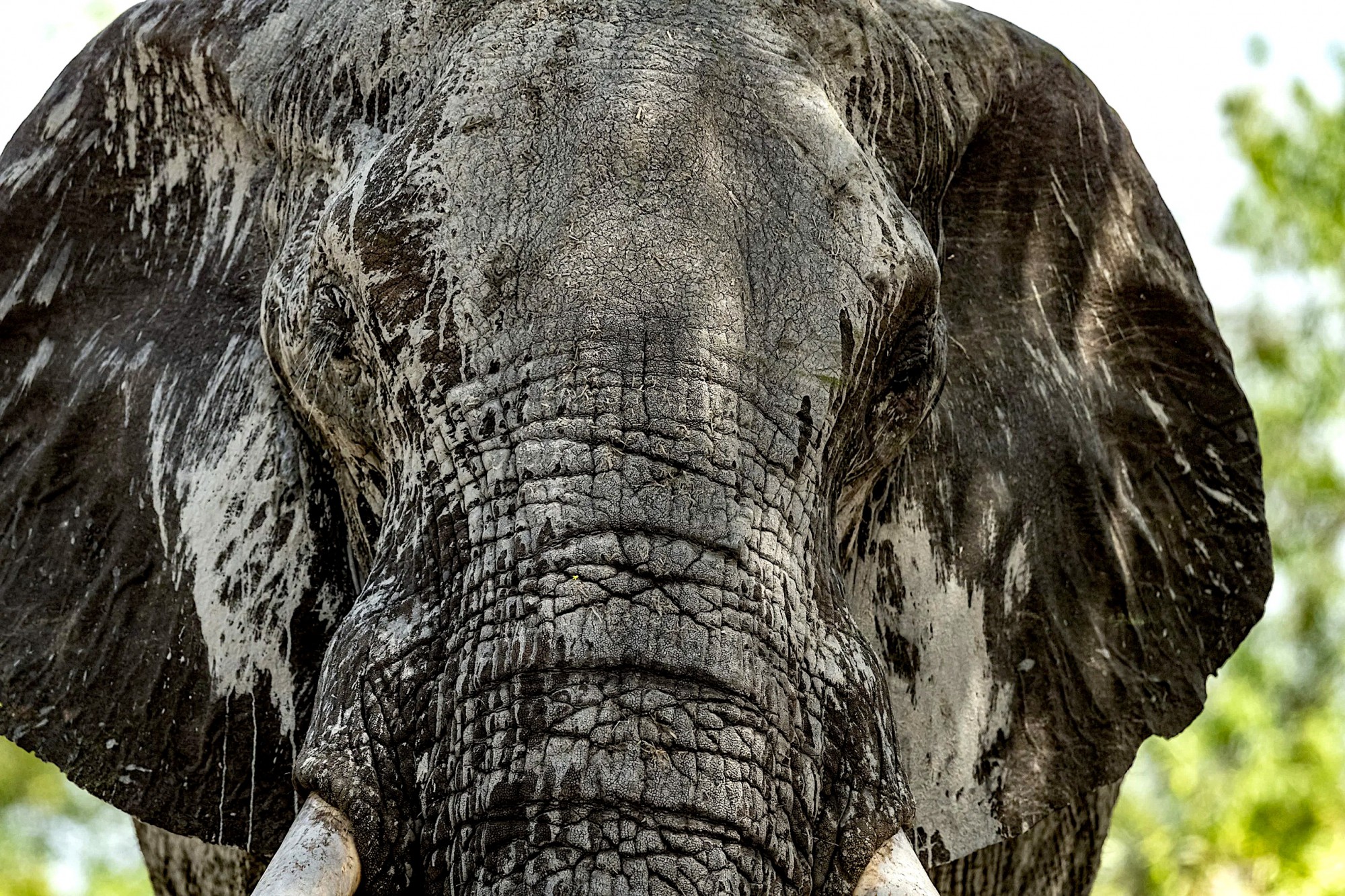 Slon v oblasti Kavango - Zambezi 