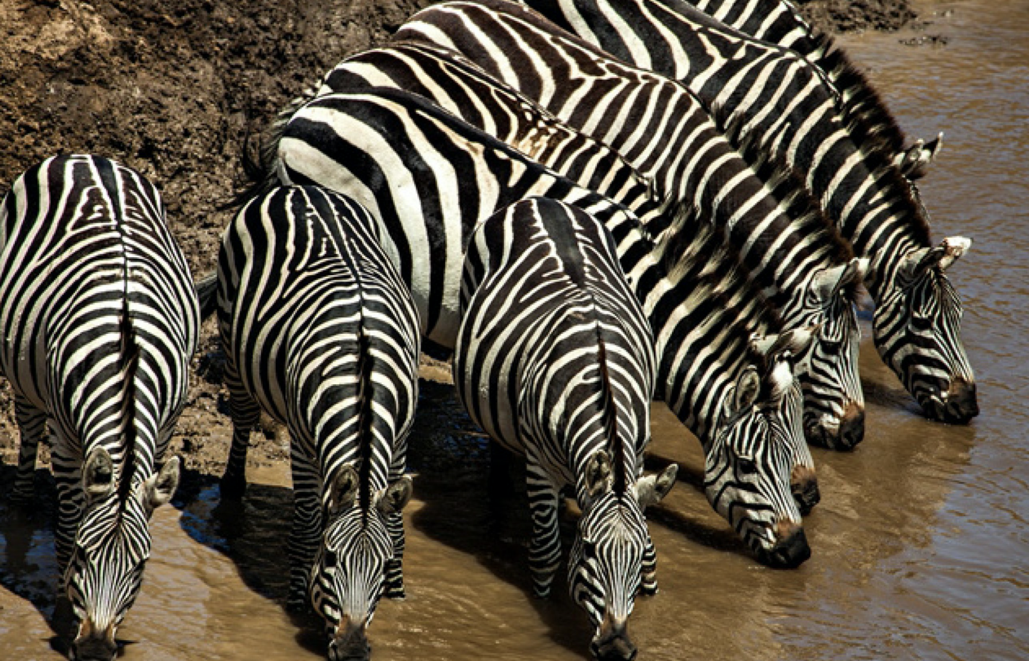 Zebry se v Masai Mara pohybují ve velkých stádech