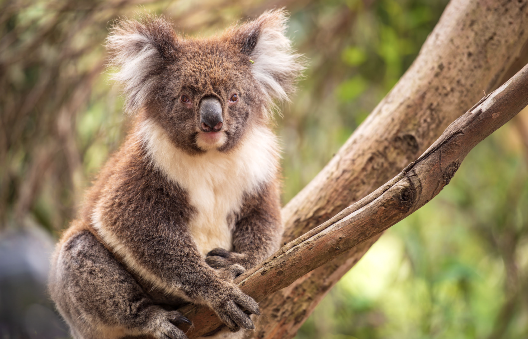 Koaly jsou typičtí vačnatci pro eukalyptové lesy Austrálie