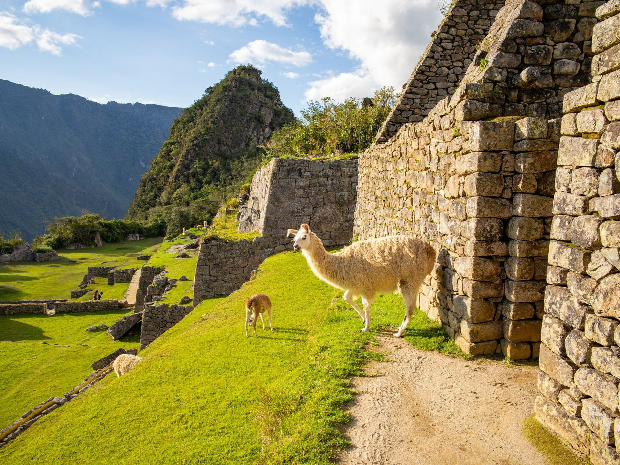 Lamy na Machu Pichu.