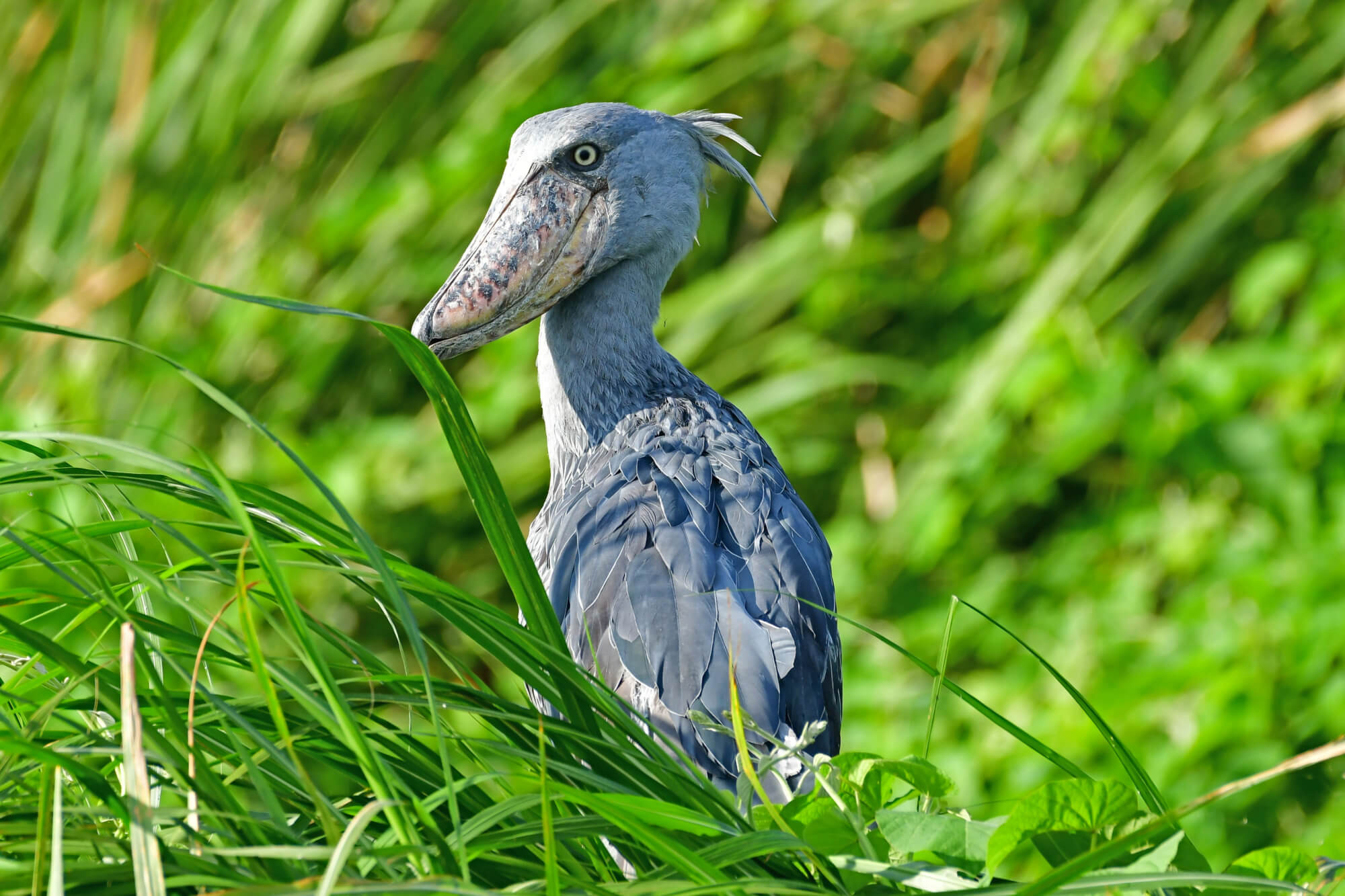 Uganda - Divočině tváří v tvář