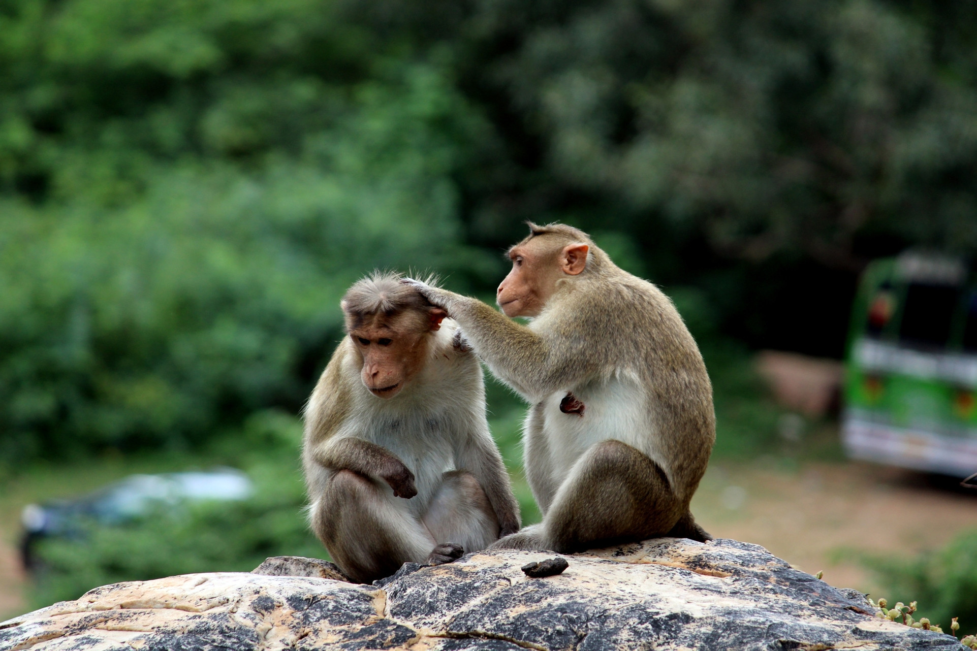 Indie za tygry a nosorožci