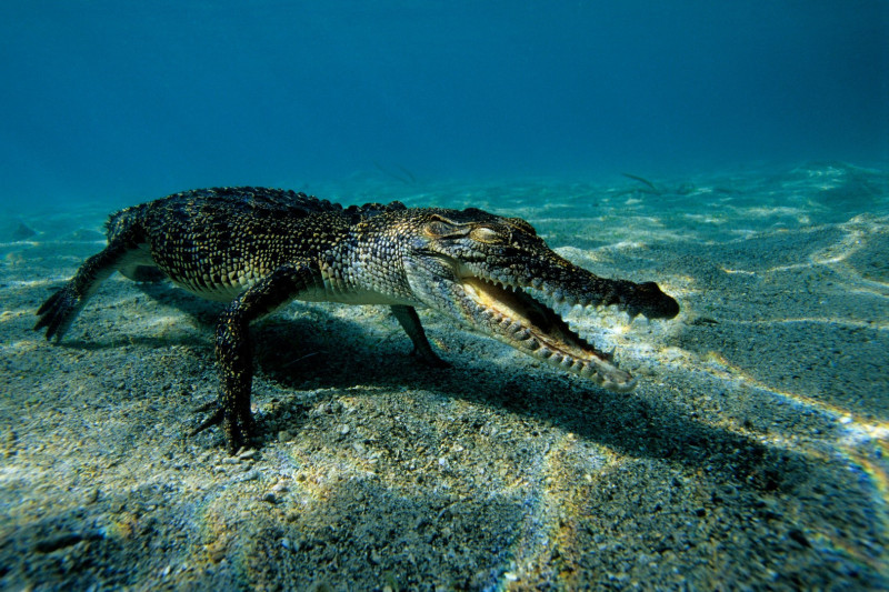 Nejlepší zážitky se SEN: Skákající krokodýli